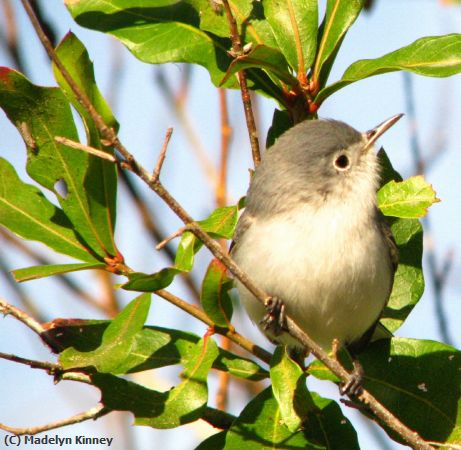 Missing Image: i_0007.jpg - Blue-Grey Gnatcatcher