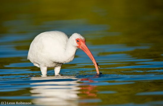 Missing Image: i_0013.jpg - Ibis Feeding