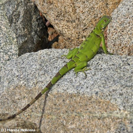 Missing Image: i_0014.jpg - Green Iguana