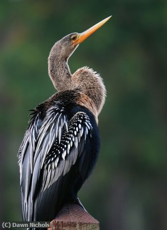 Missing Image: i_0015.jpg - Anhinga