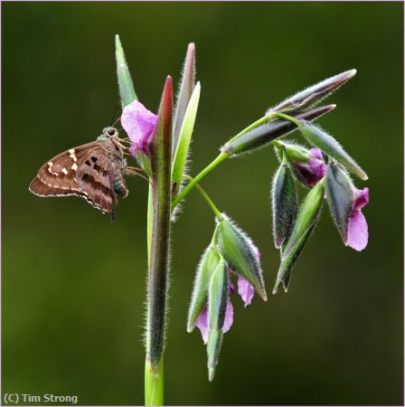 Missing Image: i_0041.jpg - Skipper on Fireflag Bloom