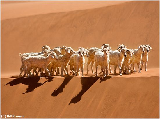 Missing Image: i_0044.jpg - Goats-on-Sand Dune