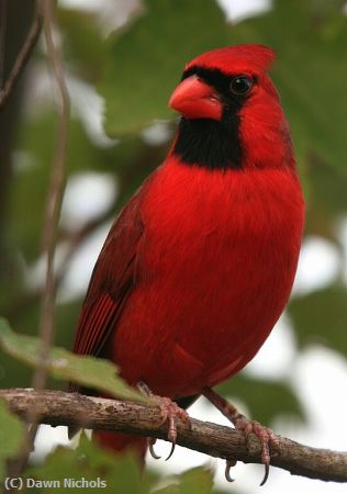 Missing Image: i_0060.jpg - Cardinal