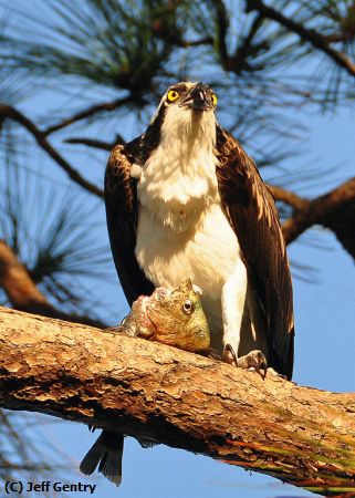 Missing Image: i_0007.jpg - Osprey Guards Her Fish