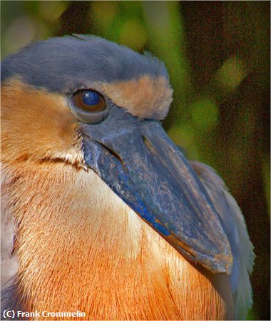 Missing Image: i_0010.jpg - Boat Billed Heron