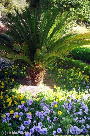 Missing Image: i_0018.jpg - Savannah Pansies