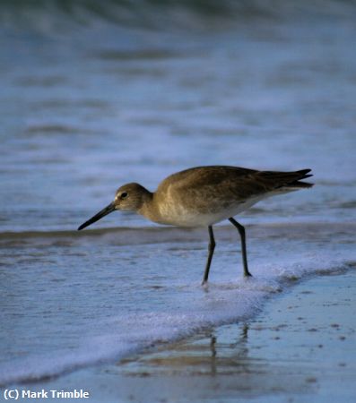 Missing Image: i_0026.jpg - sandpiper