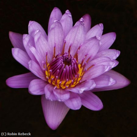 Missing Image: i_0028.jpg - WATERLILY #3