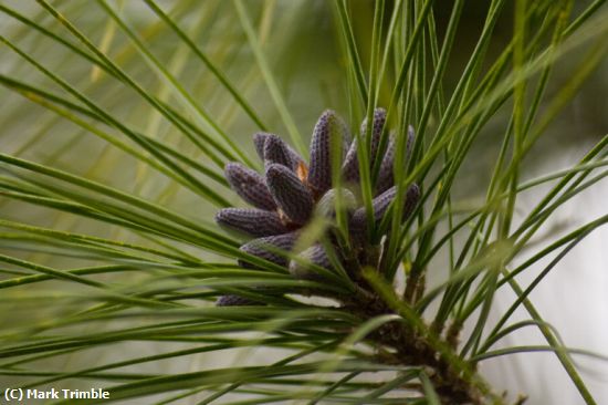 Missing Image: i_0038.jpg - baby pine cones