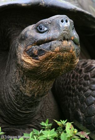 Missing Image: i_0039.jpg - Tortoise Mug Shot