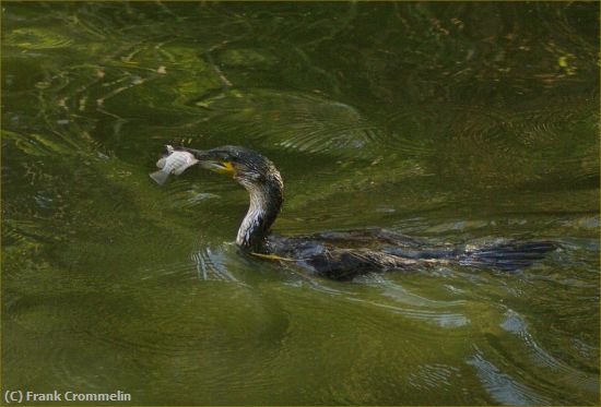 Missing Image: i_0040.jpg - Anhinga with Fish