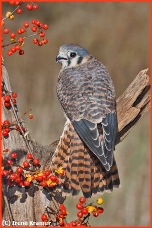 Missing Image: i_0041.jpg - Kestrel Female