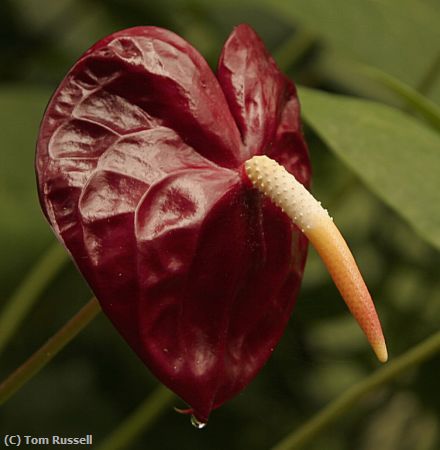 Missing Image: i_0042.jpg - Anthurium