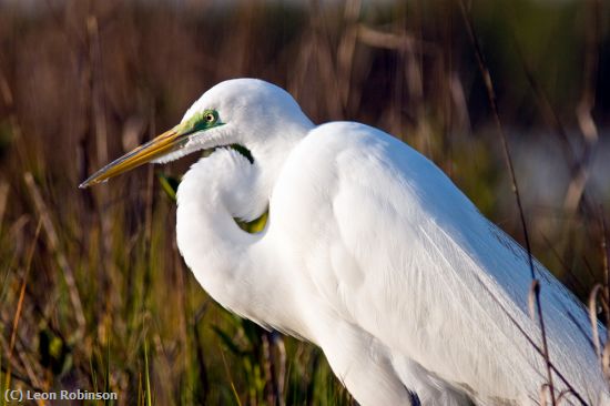 Missing Image: i_0043.jpg - Great Egret