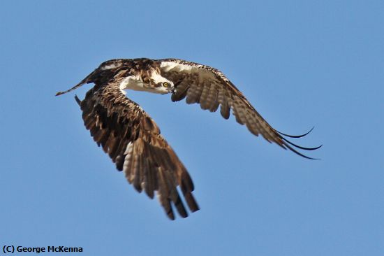 Missing Image: i_0044.jpg - Osprey in Flight