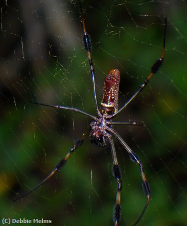 Missing Image: i_0045.jpg - SPIDER