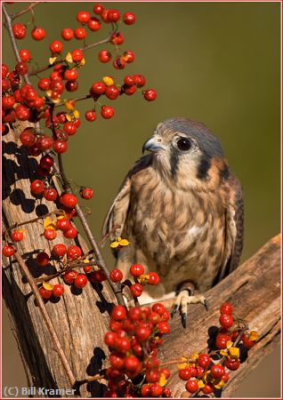 Missing Image: i_0047.jpg - American Kestrel -