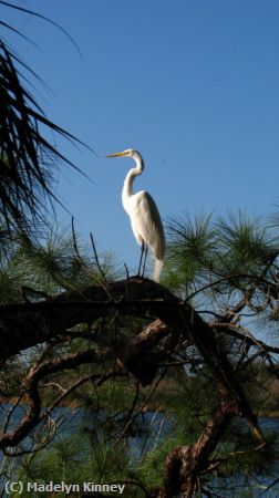 Missing Image: i_0053.jpg - Egret on Log 1