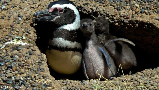 Missing Image: i_0054.jpg - Penguin and Chicks