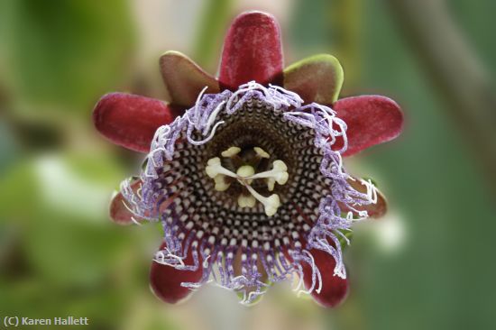 Missing Image: i_0058.jpg - PASSION FLOWER