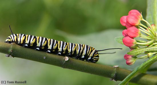 Missing Image: i_0068.jpg - CATERPILLAR