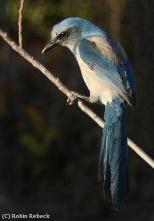 Missing Image: i_0072.jpg - SCRUBJAY #1