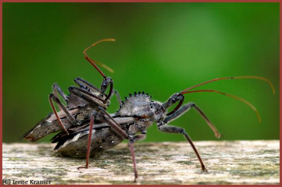 Missing Image: i_0073.jpg - Assassin Bugs