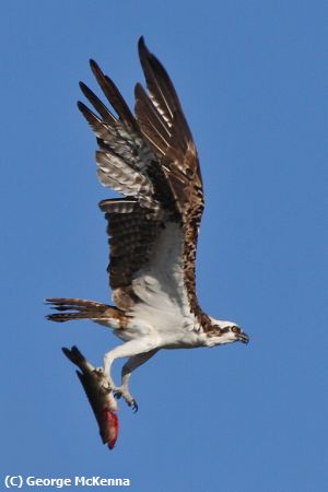 Missing Image: i_0074.jpg - Osprey And Fish