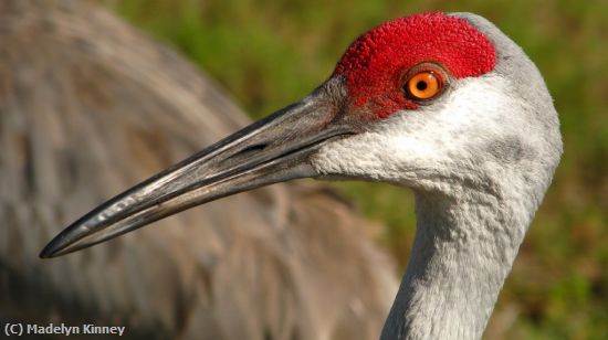 Missing Image: i_0075.jpg - Crane Head