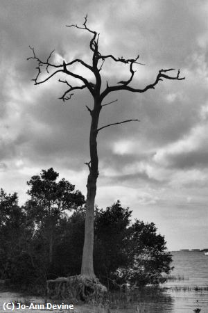 Missing Image: i_0078.jpg - Old-Tree