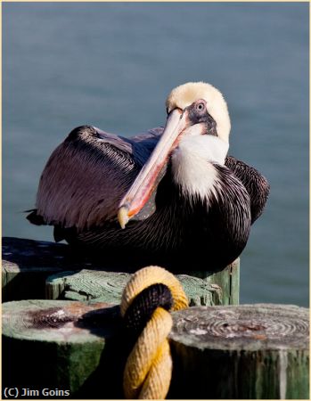 Missing Image: i_0080.jpg - Pelican-at-Rest