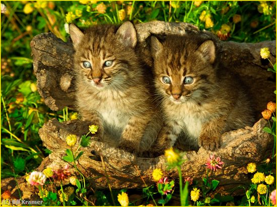 Missing Image: i_0081.jpg - Bob Cats Kittens