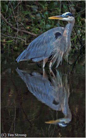 Missing Image: i_0007.jpg - Great Blue and Reflection