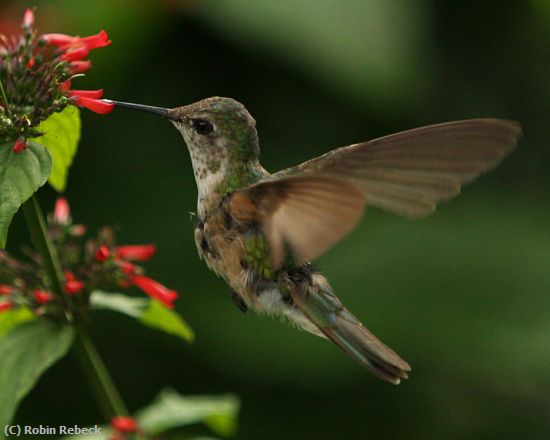 Missing Image: i_0008.jpg - HUMMINGBIRD