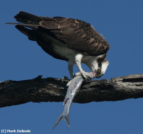 Missing Image: i_0009.jpg - Osprey Eating Lunch