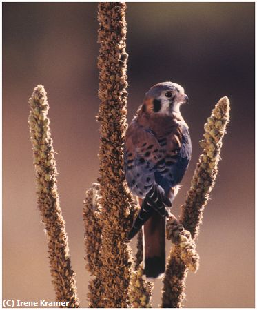 Missing Image: i_0013.jpg - Kestrel in Mullein