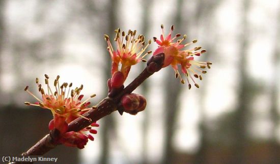 Missing Image: i_0016.jpg - Spring Buds