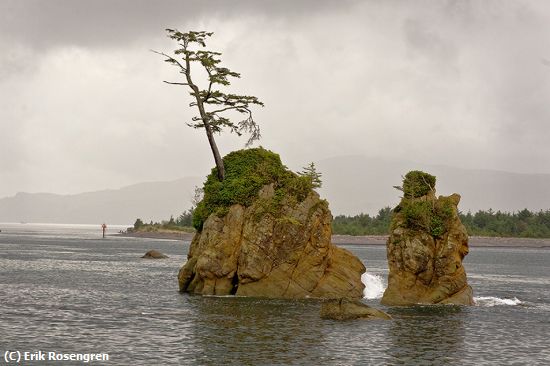 Missing Image: i_0019.jpg - wind-blown-tree