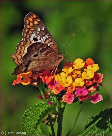 Missing Image: i_0024.jpg - Butterfly on Colorful Lantana