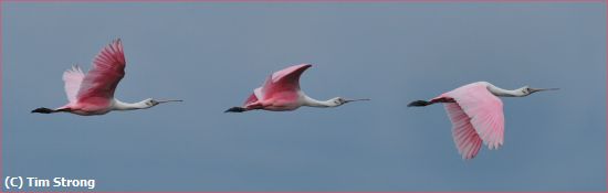 Missing Image: i_0029.jpg - Flying Spoonbill Composite