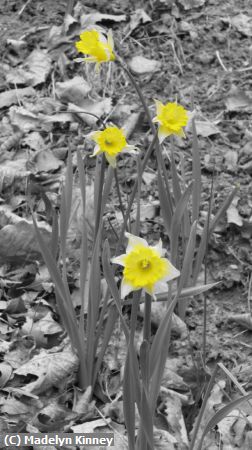 Missing Image: i_0032.jpg - Daffodils