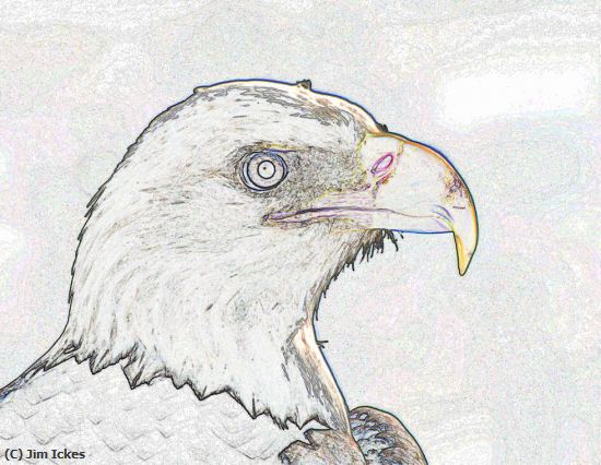 Missing Image: i_0040.jpg - Eagle