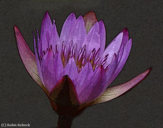 Missing Image: i_0044.jpg - waterlily#4