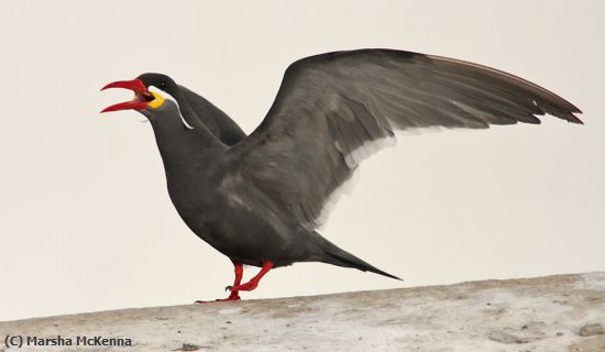 Missing Image: i_0001.jpg - Inca Tern