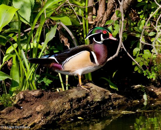 Missing Image: i_0002.jpg - Wood Duck