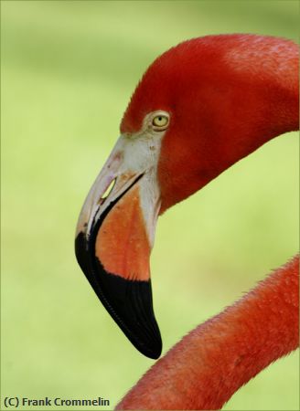 Missing Image: i_0005.jpg - Flamingo-Portrait