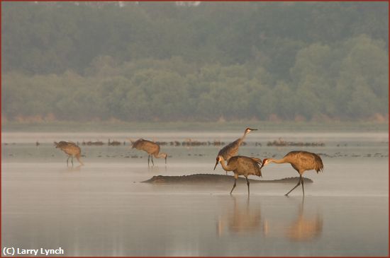 Missing Image: i_0006.jpg - Cranes and Alligator-Myakka Lake