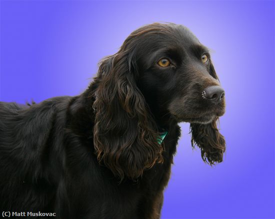 Missing Image: i_0013.jpg - Irish Setter Blue Background