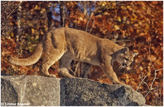 Missing Image: i_0017.jpg - Crouching Cougar