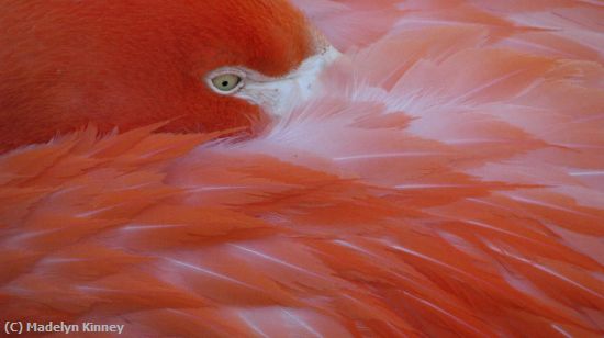 Missing Image: i_0033.jpg - Eye of the Flamingo
